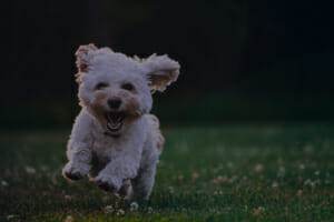 Happy dog